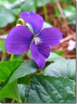 JP Overby Wild Violet.preview